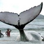 Por quê as Baleias Encalham? Por quê as Baleias Encalham?
