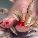 Peixe-Manicure