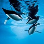 Pinguim Rob�