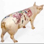Tatuagens em porcos Tatuagens em porcos