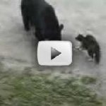 O Gato Ninja e o Urso Ladrão