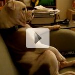 C�o Assistindo Tv