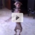 O Incr�vel Cachorro Dan�arino