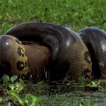 Sucuri Engolindo uma Capivara Sucuri Engolindo uma Capivara