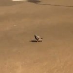 O Pombo Mais Corajoso do Mundo