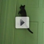 O Gato Ninja