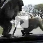 Macaco Sem Vergonha