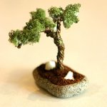 Como Fazer um Mini Bonsai Como Fazer um Mini Bonsai