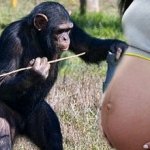 Garota Engravida de Chimpanzé
