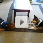 O Beb� e o Cachorro