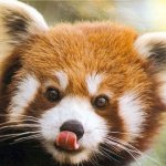 Microsoft Patrocina Mascote do Firefox