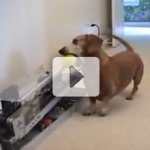 Cachorro Brinca Sozinho com Máquina de Bola