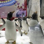 Casamento entre Pinguins Casamento entre Pinguins