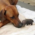 Os Animais Também Adotam