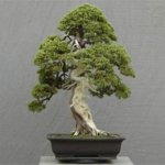 Arte Bonsai Arte Bonsai
