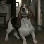 Casal Perde Lua-de-Mel Após Cão Morder Passaporte Casal Perde Lua-de-Mel Após Cão Morder Passaporte