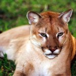 Conheça a Onça-parda Conheça a Onça-parda