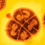 Laboratório Brasileiro Estuda Superbactérias Vindas do Espaço