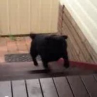 Cachorro Subindo as Escadas de Uma Forma Diferente