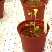 Sim, as Plantas Podem Crescer em Solo Marciano