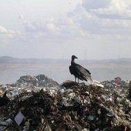 Os Números do Lixo no Brasil