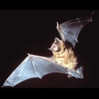 Morcegos-Vampiros Atacam Pessoas no Norte do Brasil