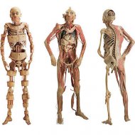 Partes do Corpo que Não Usamos Mais