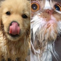 Cachorro Molhado Vs Gato Molhado