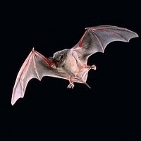 Curiosidades e Características dos Morcegos