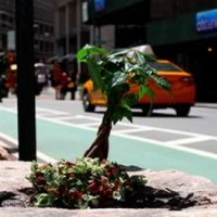 Projeto Planta Jardins em Buracos das Cidades