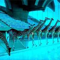 Girafas Praticando Saltos Ornamentais