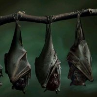 Por Que os Morcegos Ficam de Cabeça Para Baixo?