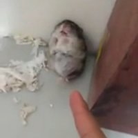 Hamster Ator Morre com um Tiro