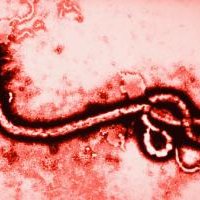 Encontrado Paciente Zero do Vírus Ebola