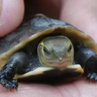 Tartarugas Podem Causar Salmonela nas Crianças