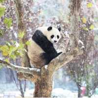 Panda em uma Árvore Enquanto Cai a Nevasca na China