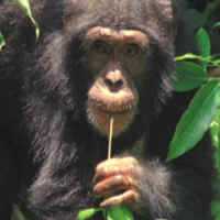 Chimpanzés São Capazes de Cozinhar, Diz Pesquisa