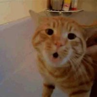 Dar Banho em Um Gato Não É Fácil, Ainda Mais Quando Ele Diz Não