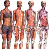 38 Curiosidades Sobre o Corpo Humano