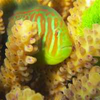 Corais Enviam 'Aviso Químico' Para Peixes Devorarem Algas Tóxicas