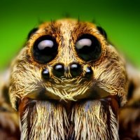 Incríveis Fatos Sobre as Aranhas