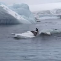 Implacável Caça das Orcas