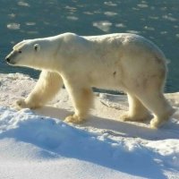 Ursos Polares Não Suportam Onda de Frio nos EUA