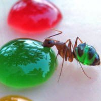 O que Acontece Quando Formigas Tomam Líquidos