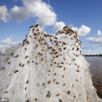 MilhÃµes de Aranhas Deixam Paisagem Branca na AustrÃ¡lia
