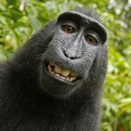 Macaco Rouba Câmera de Fotógrafo e Faz um Autorretrato