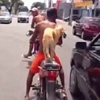 Vídeo de Cachorro Andando de Moto