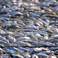 Entra em Vigor Tratado Mundial Contra Pesca Ilegal