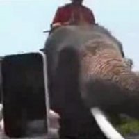 Elefante Come IPhone de Turista