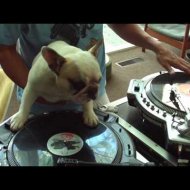 DJ Bom pra Cachorro